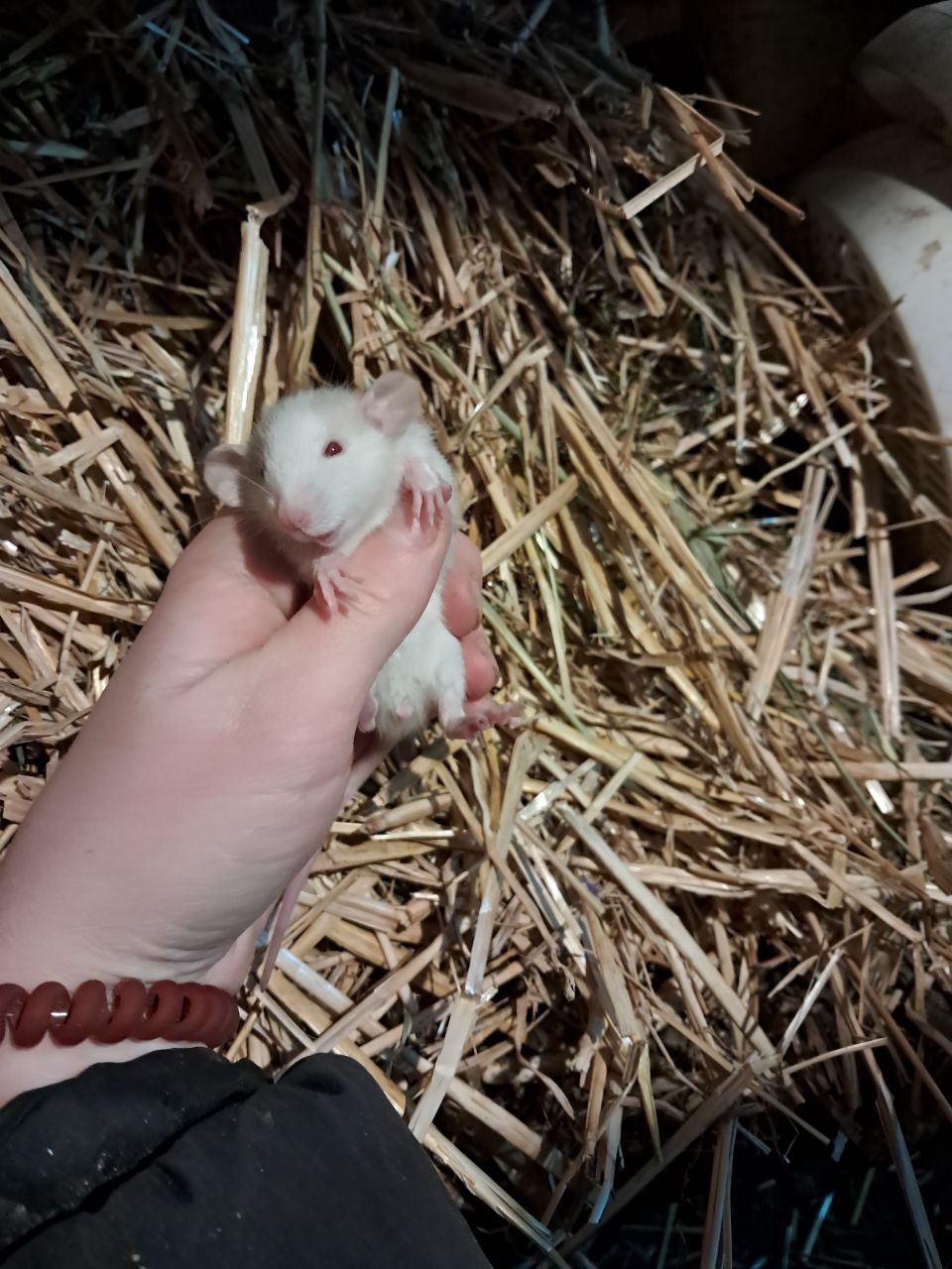 Крысы декоративные