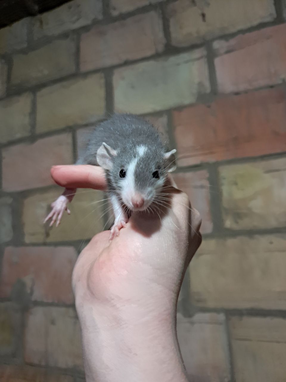 Крысы декоративные