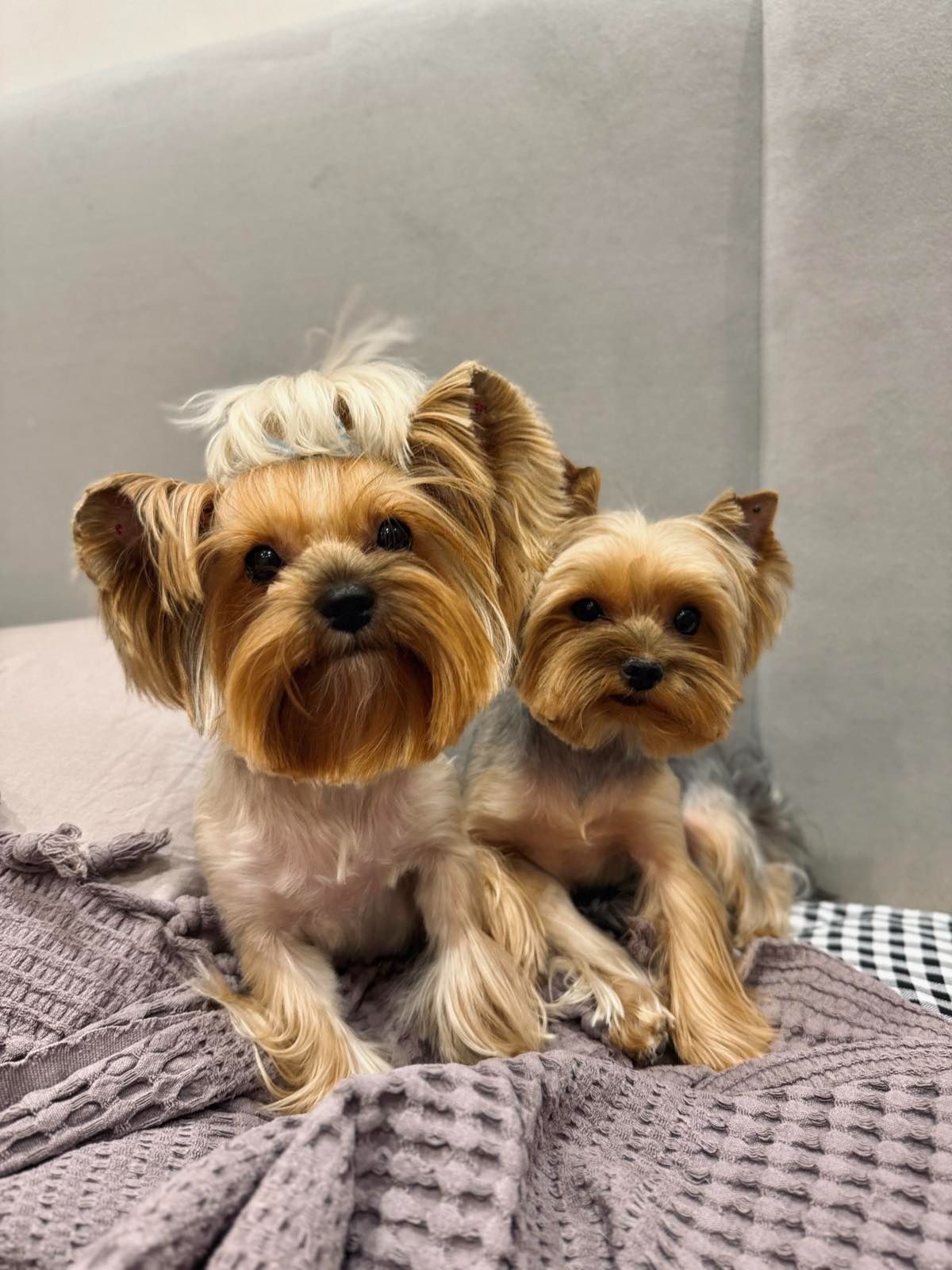 Щенки йоркширского терьера (мини)