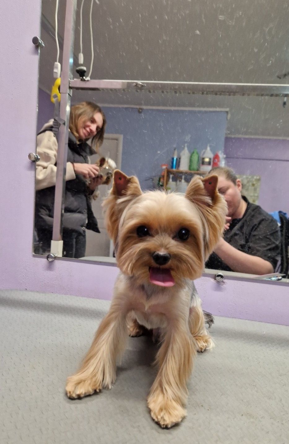 Щенки йоркширского терьера (мини)