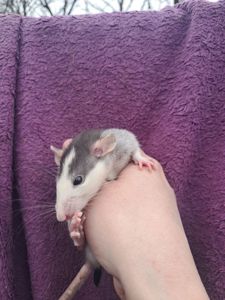 Крысы декоративные