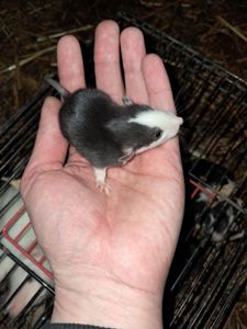 Крысы декоративные