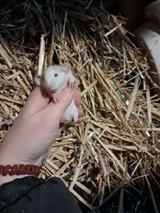 Крысы декоративные