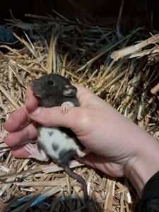 Крысы декоративные