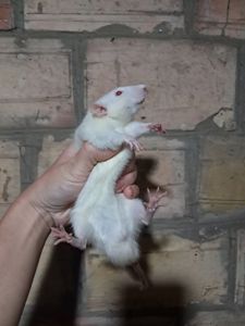 Крысы декоративные