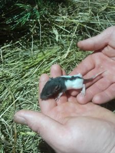 Крысы декоративные