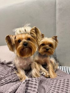 Щенки йоркширского терьера (мини)