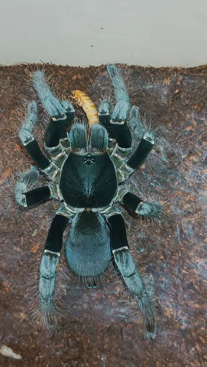 Хистерократес Геркулес