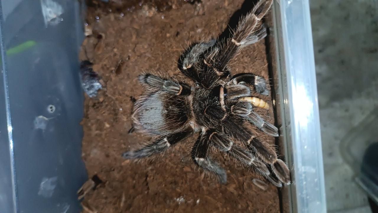 Ласиодора парахибана