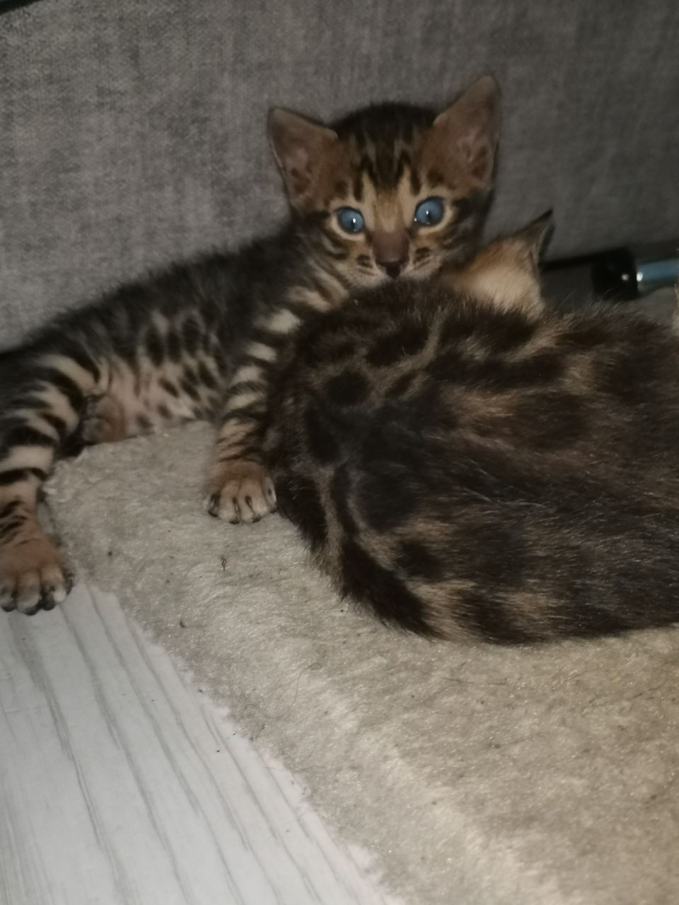 Кошенята бенгали