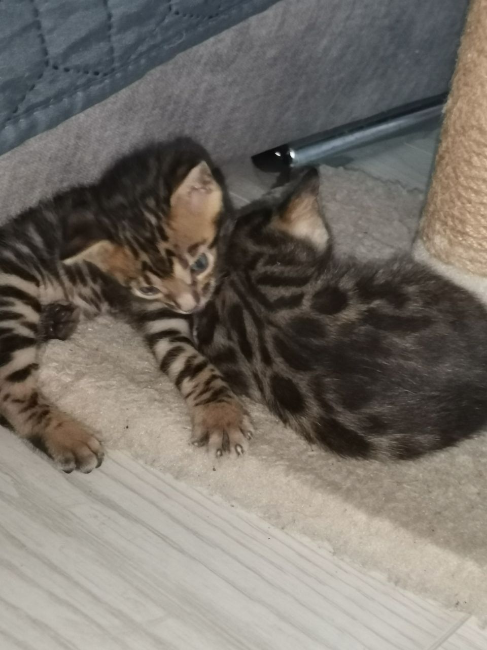 Кошенята бенгали