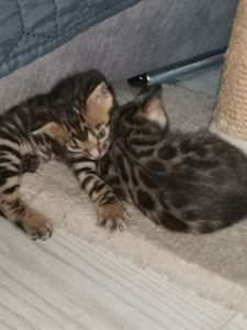 Кошенята бенгали