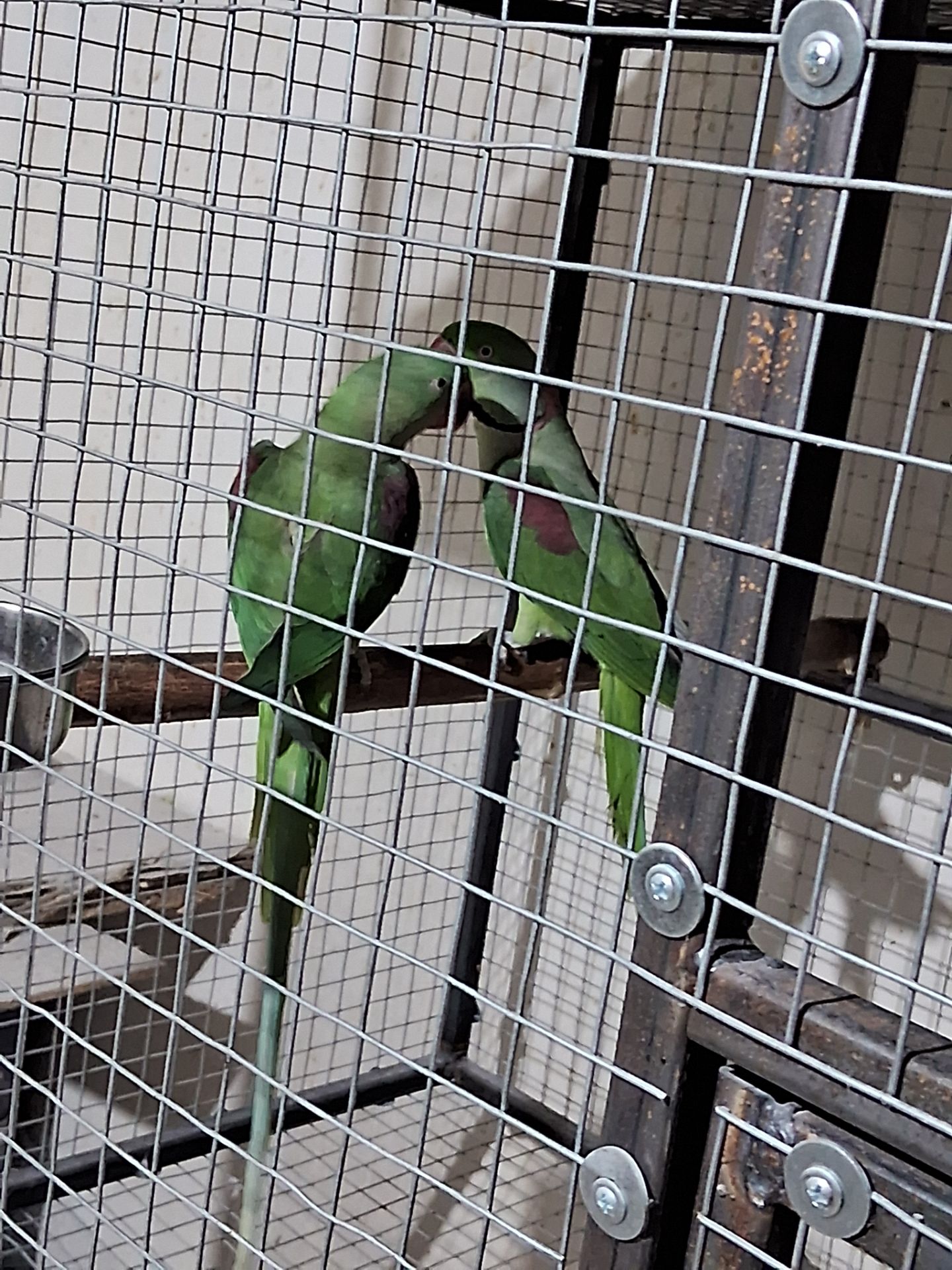 Александрийский попугай