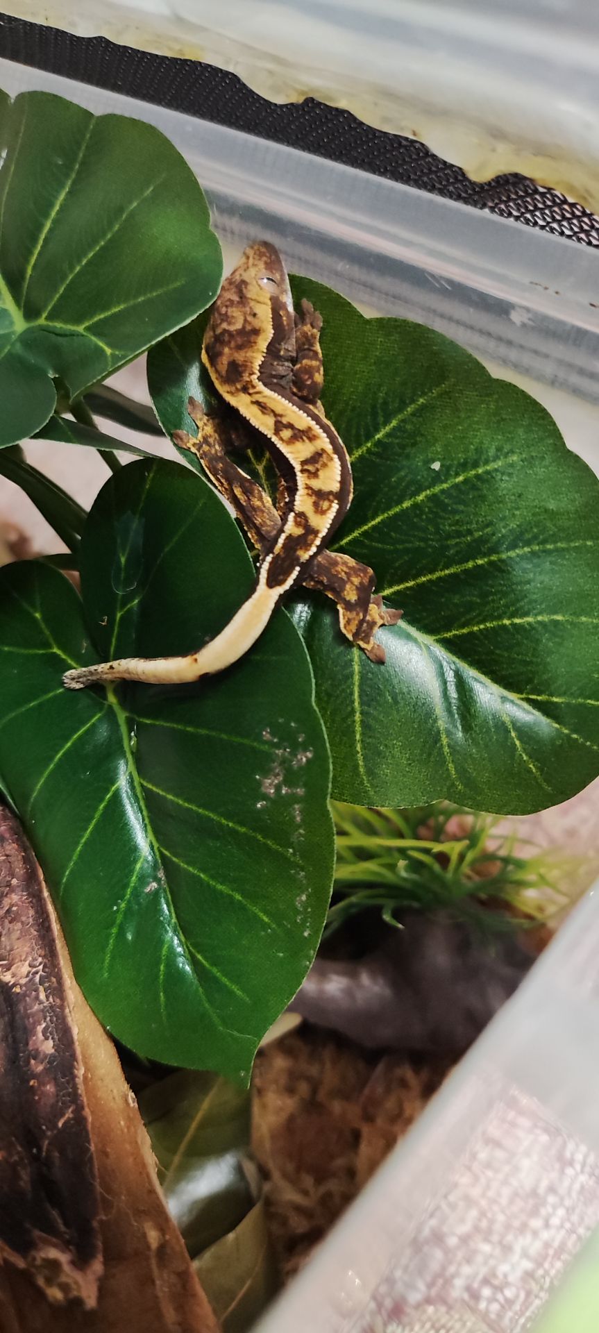 Продам малечу бананоїда