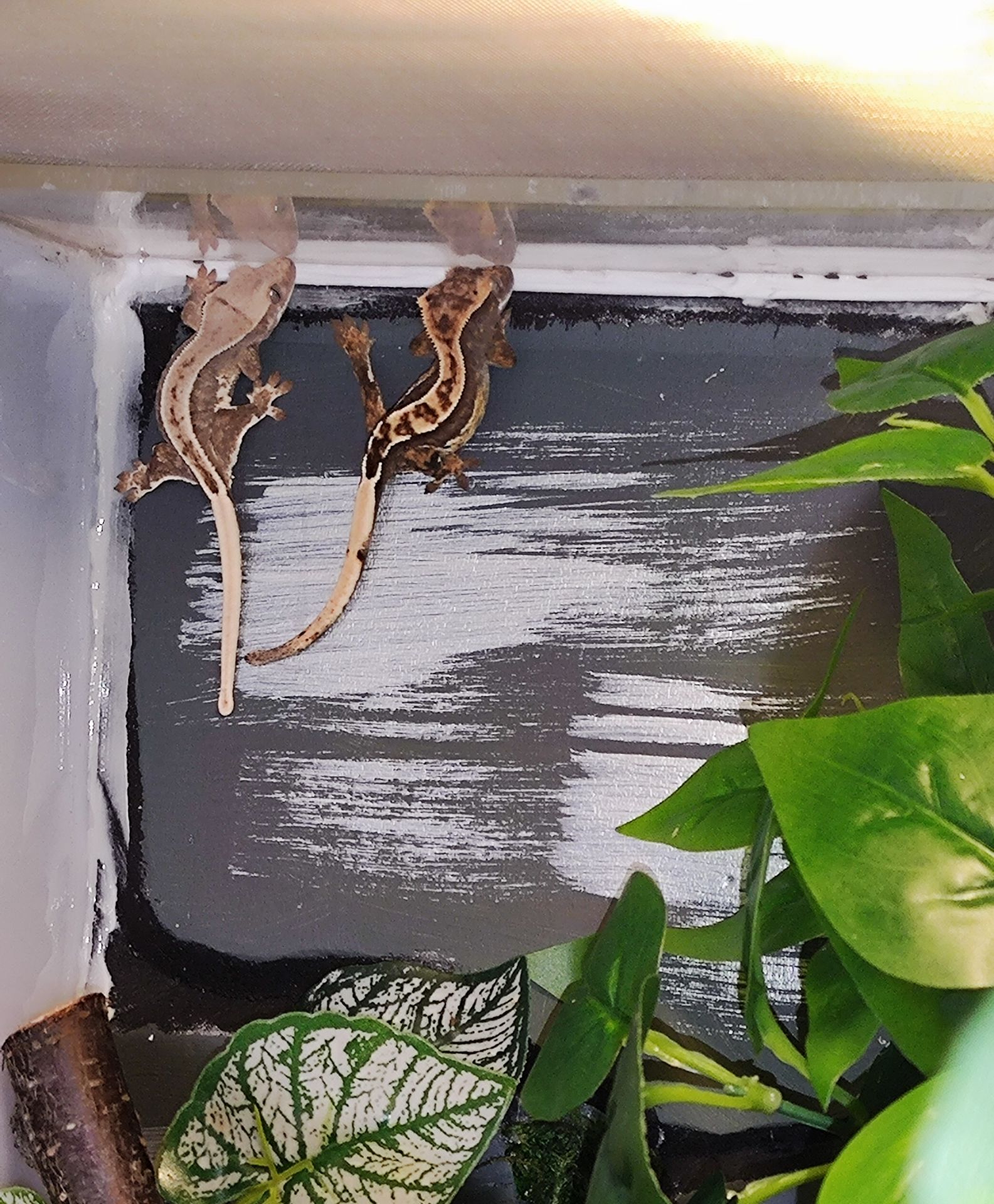 Продам малечу бананоїда