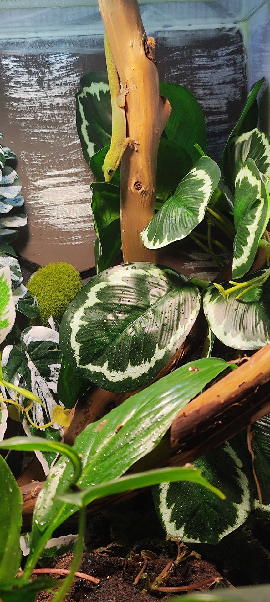 Геккон Фельзума латікауда