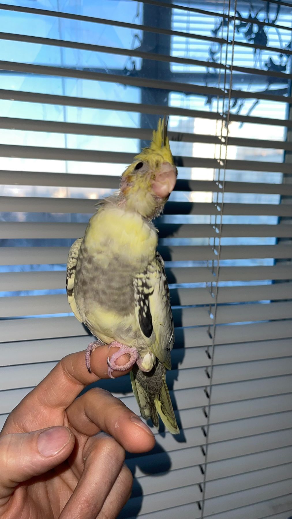 Карелы-детеныши