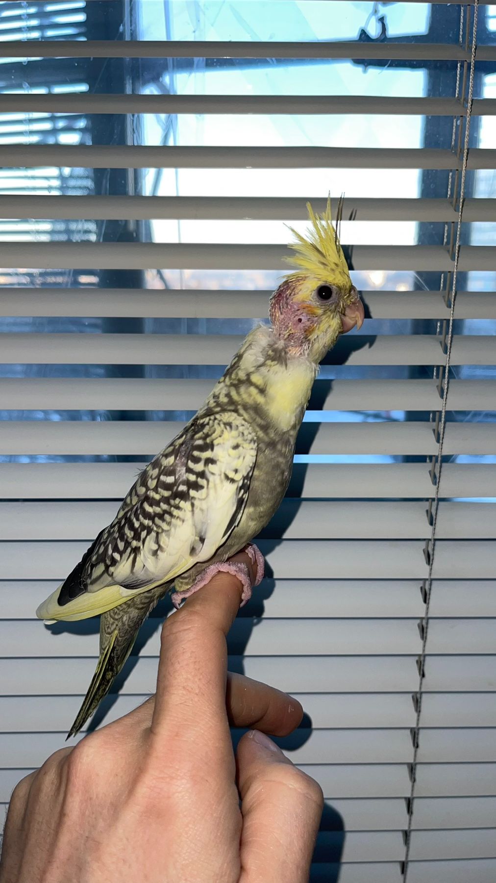 Карелы-детеныши