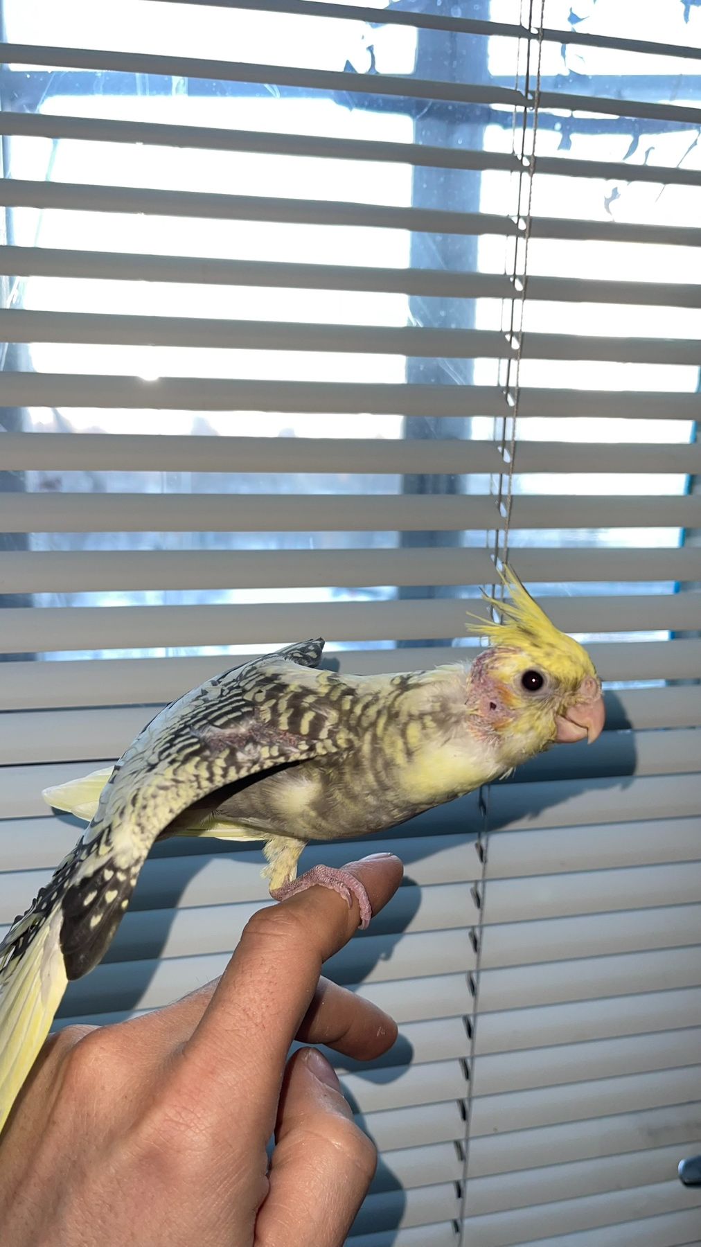 Карелы-детеныши