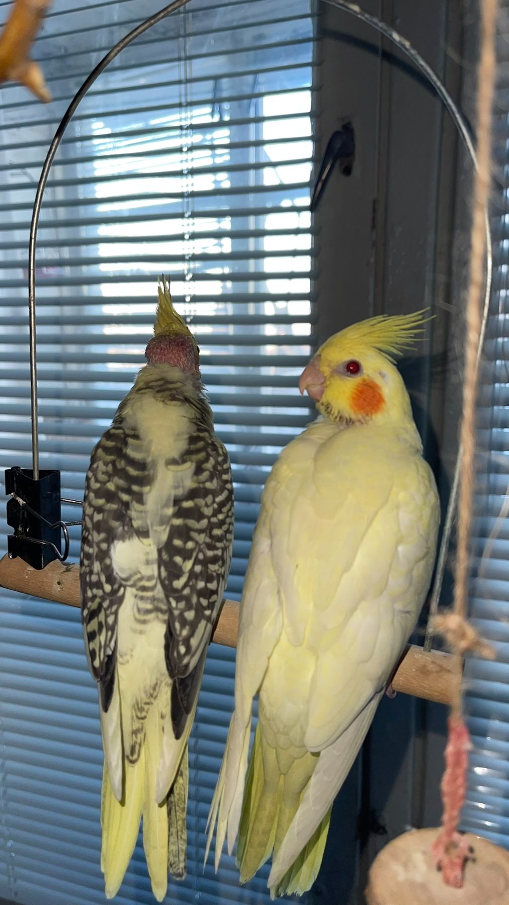 Карелы-детеныши