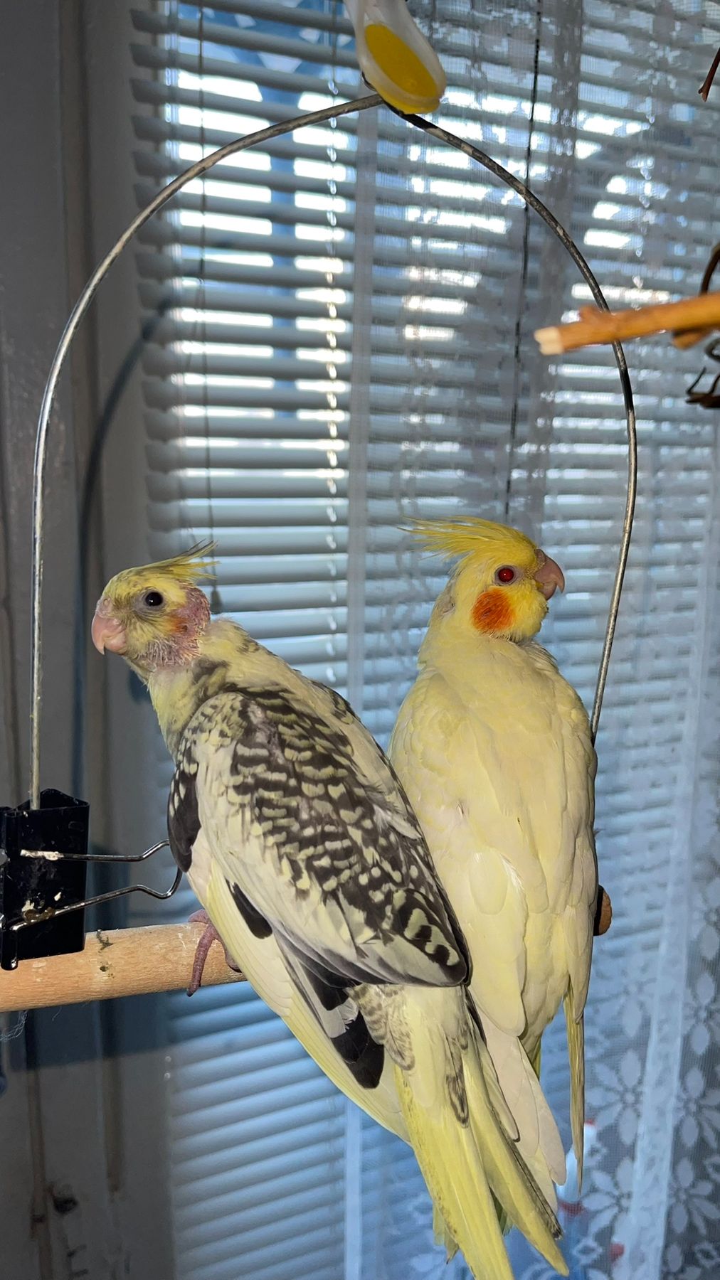 Карелы-детеныши