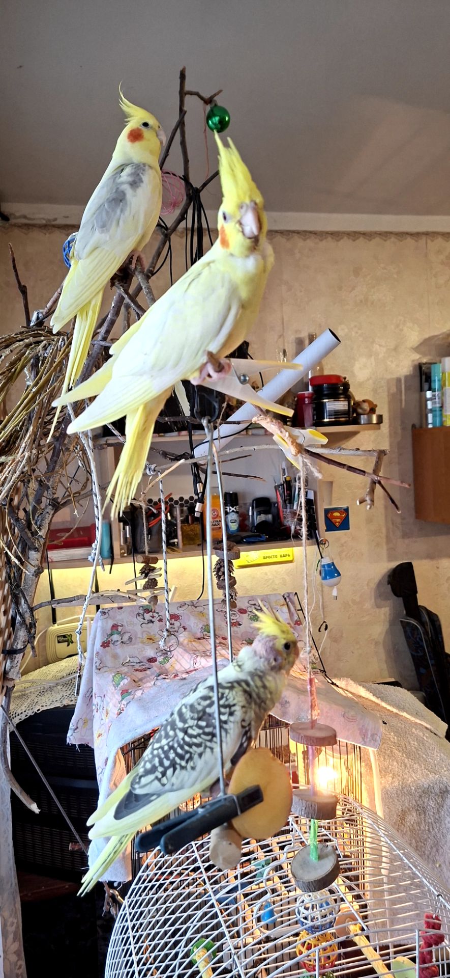 Карелы-детеныши