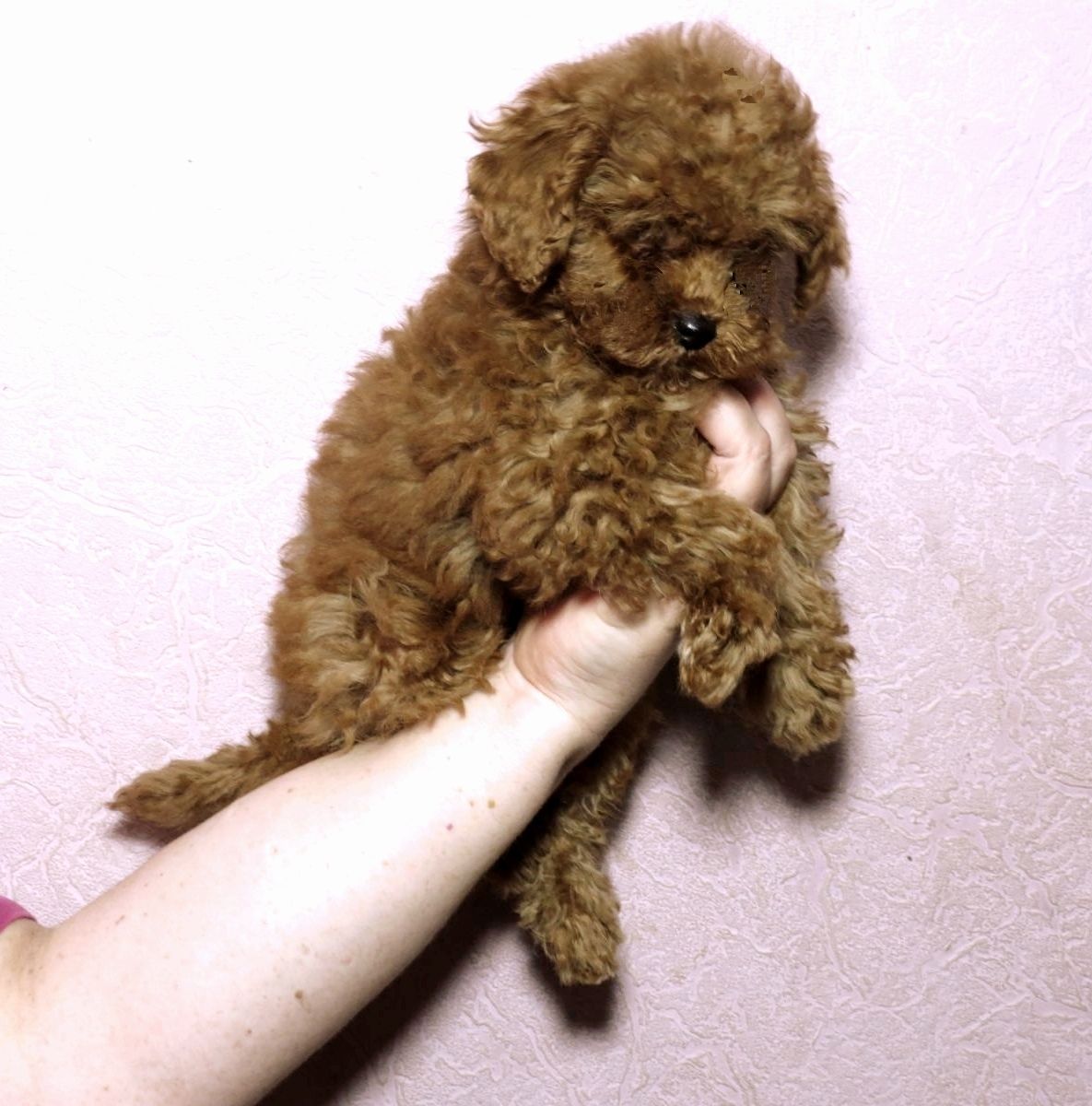 Той Пудель Ред Браун з документами клубу