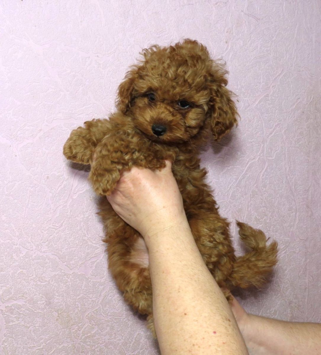 Той Пудель Ред Браун з документами клубу