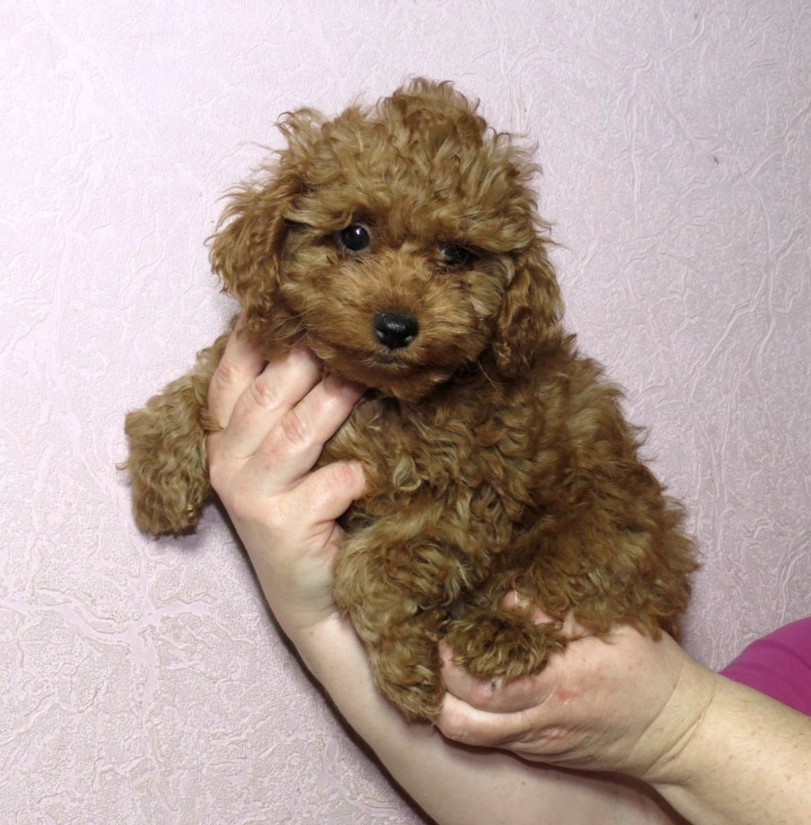 Той Пудель Ред Браун з документами клубу