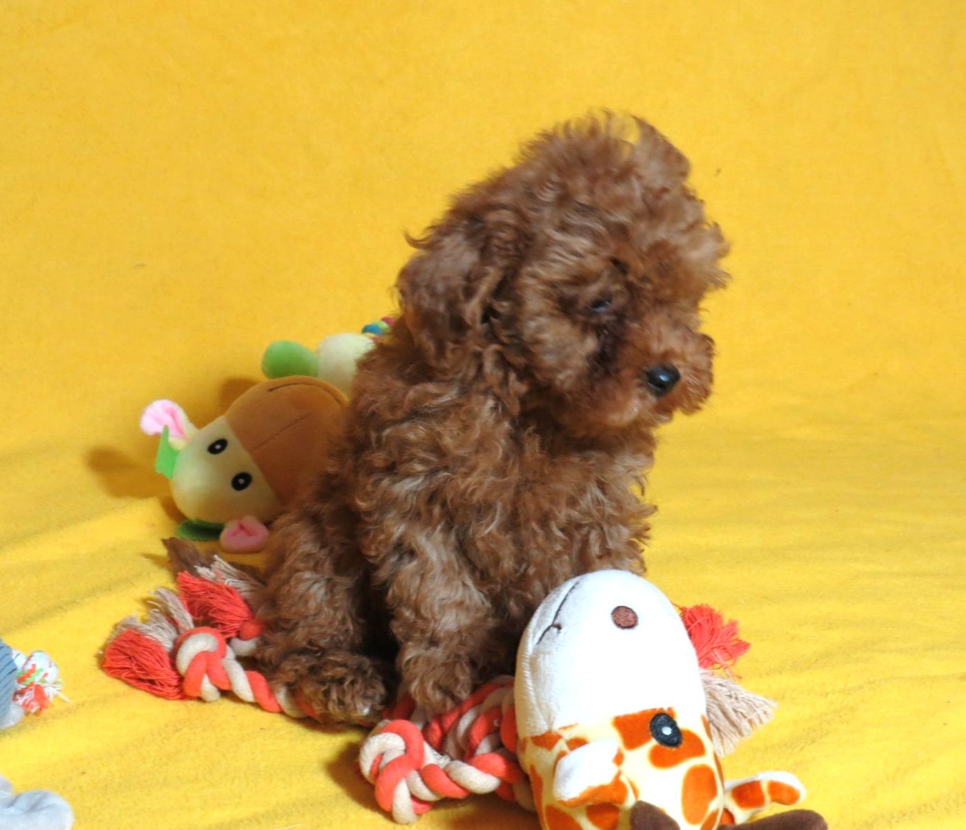 Той Пудель Ред Браун з документами клубу