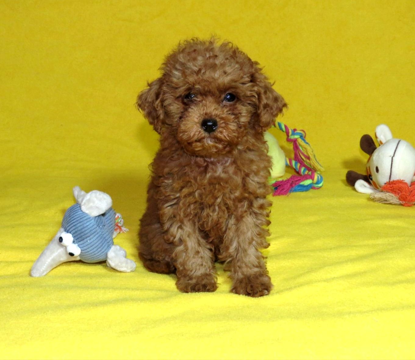 Той Пудель Ред Браун з документами клубу