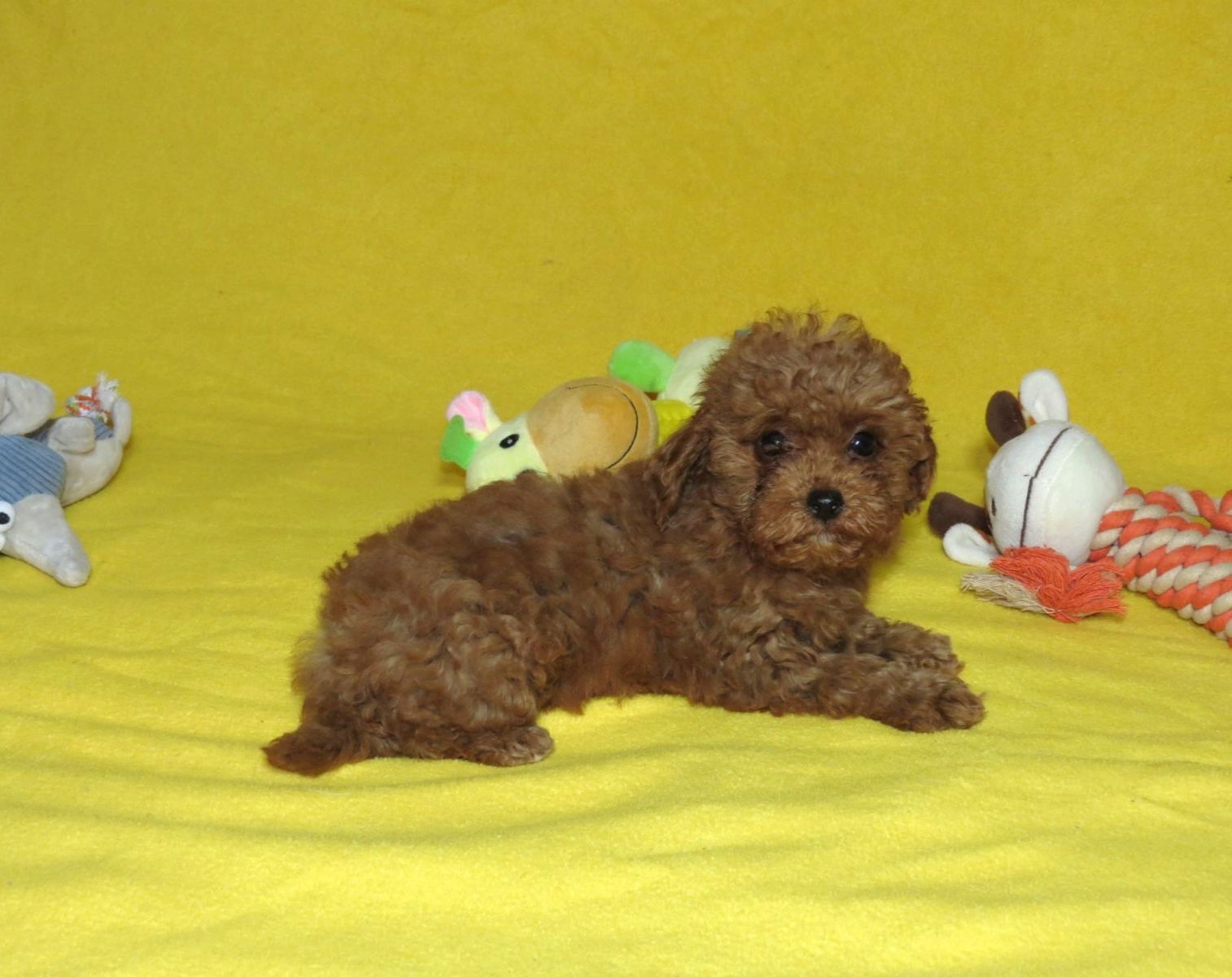 Той Пудель Ред Браун з документами клубу