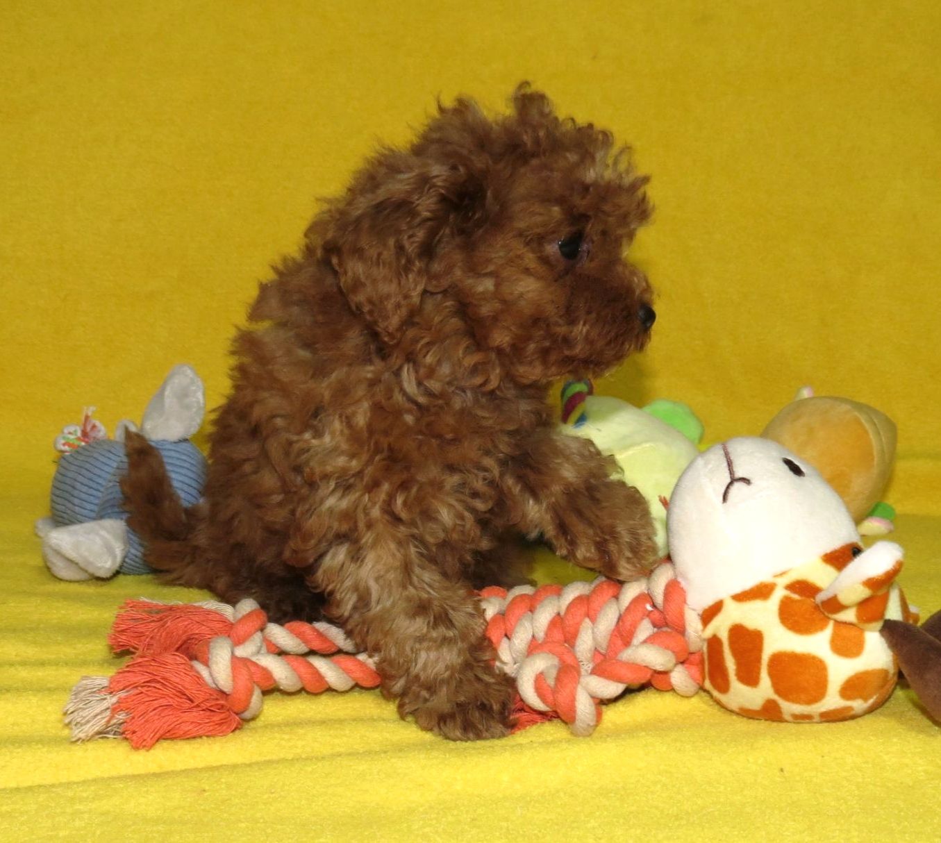 Той Пудель Ред Браун з документами клубу