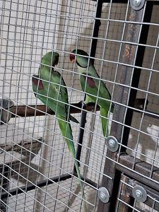 Александрийский попугай