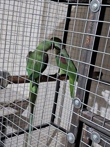 Александрийский попугай