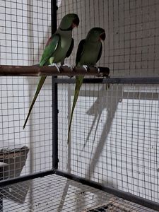 Александрийский попугай