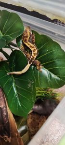 Продам малечу бананоїда