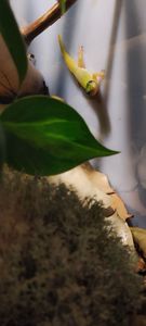 Геккон Фельзума латікауда