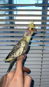 Карелы-детеныши