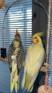 Карелы-детеныши