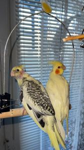 Карелы-детеныши