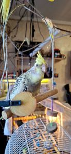 Карелы-детеныши