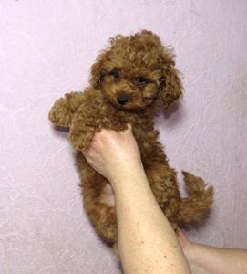 Той Пудель Ред Браун з документами клубу