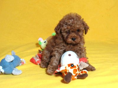 Той Пудель Ред Браун з документами клубу