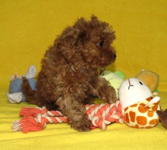 Той Пудель Ред Браун з документами клубу