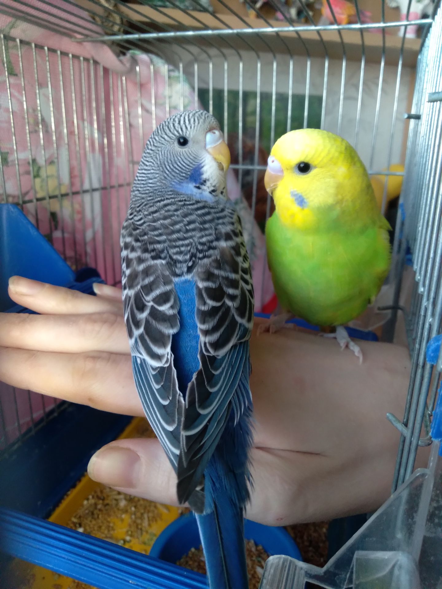 Пара ручных волнистых попугайчиков