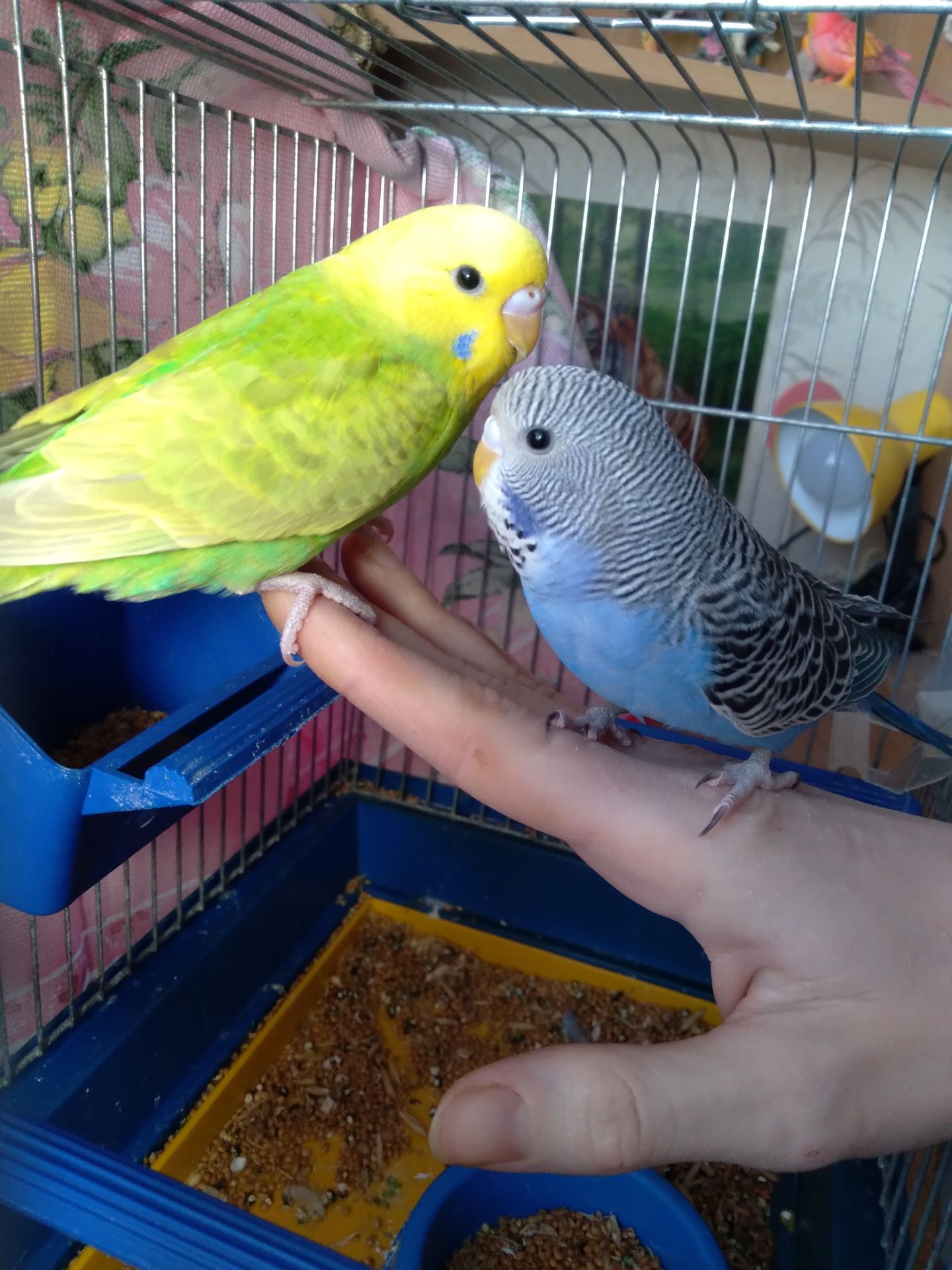 Пара ручных волнистых попугайчиков