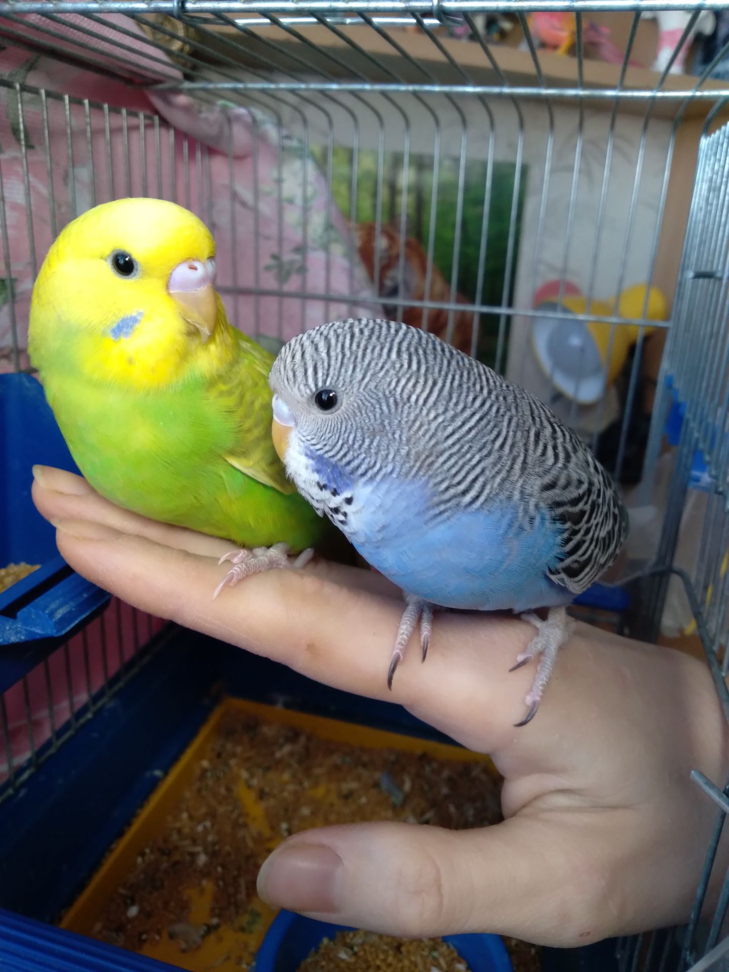 Пара ручных волнистых попугайчиков