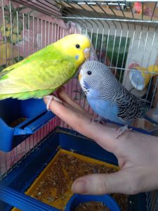 Пара ручных волнистых попугайчиков
