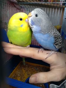 Пара ручных волнистых попугайчиков